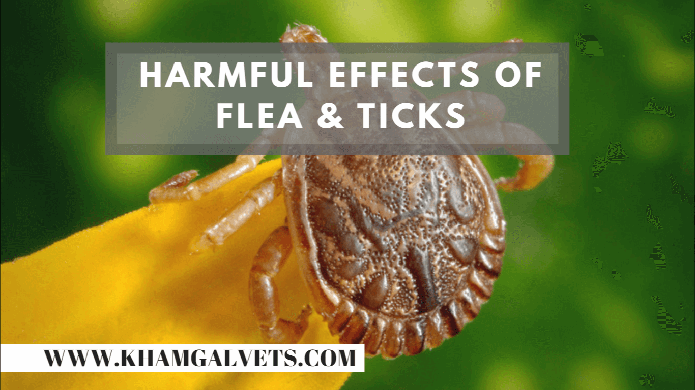 Harmful effects of Flea and Ticks K vets