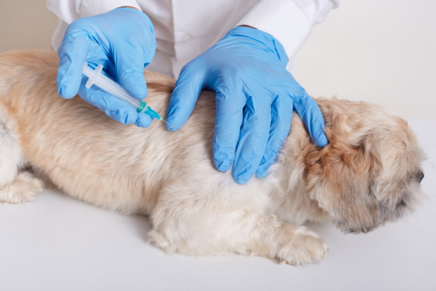 kvets Pet Vaccination at Home Services