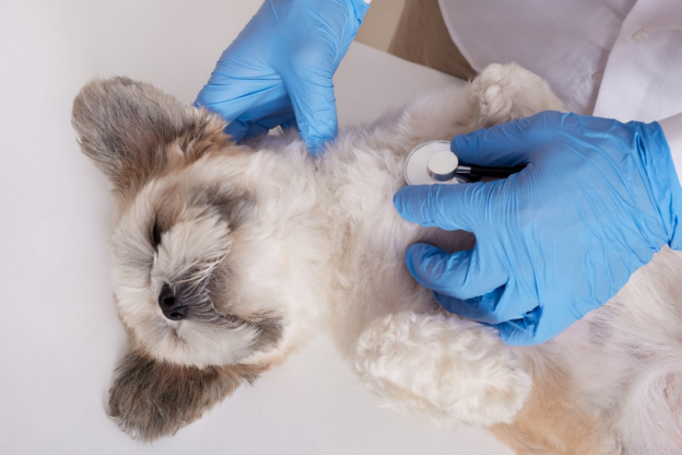 Pet Vaccination at Home Services
